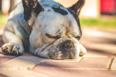 Close-up of dog sleeping