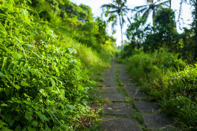 Walkway amidst trees