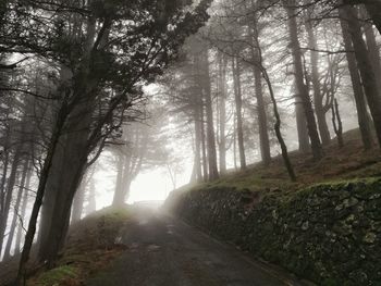 Trees in sunlight