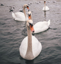 Swans swimming in lake