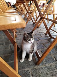 High angle view portrait of cat sitting on chair