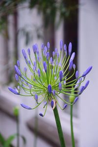 Close-up of purple flowers blooming