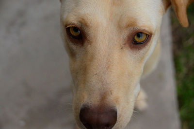 Close-up portrait of dog