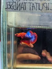 View of fish swimming in glass window