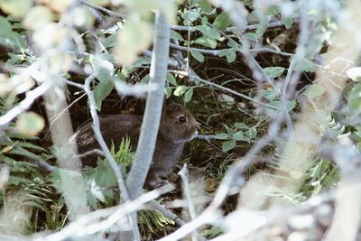 View of an animal on branch