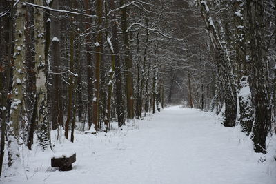 Snow covered trees in forest