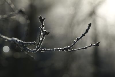 Close-up of wet plant during winter