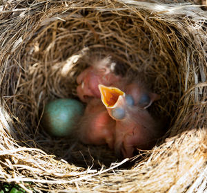 Newborn baby blackbirds in the nest between the branches.