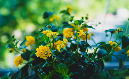 Close-up of yellow flowering plant