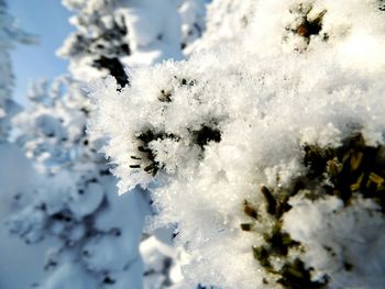 Low angle view of snow on tree against sky