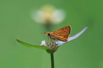 Close-up of butterfly pollinating on flower