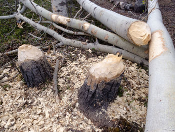 High angle view of logs on field