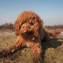 Close-up of cockapoo relaxing on grassy field