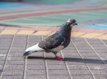 Dove is sitting on the sett pavement.