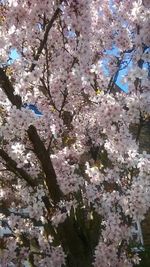 Pink flowers blooming on tree