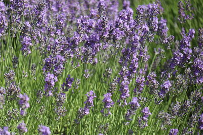 Purple flowering plants on field