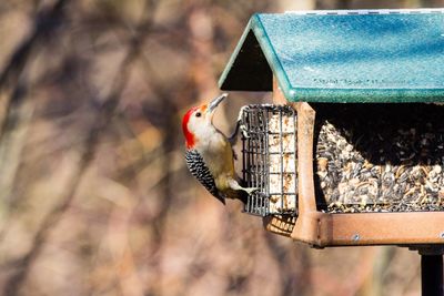 Woodpecker perching on bird feeder