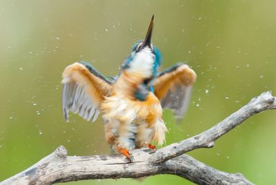 Kingfisher shaking