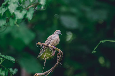 Close-up of bird perching on branch