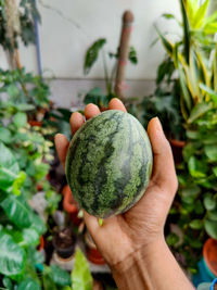 Cropped image of person holding apple
