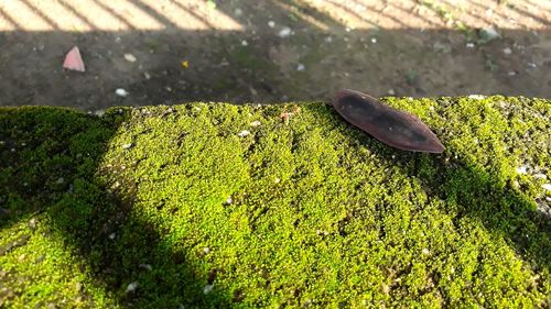 High angle view of lizard on leaf