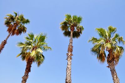 Low angle view of trees against clear blue sky