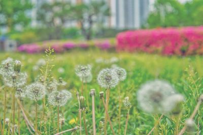 Close-up of purple flowering plants on field