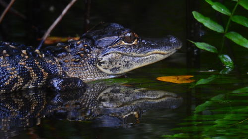 Close-up of turtle in lake