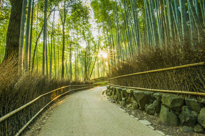 Road amidst trees in forest