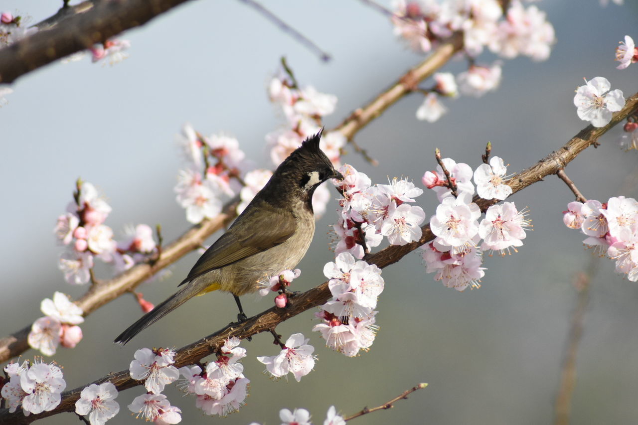 PINK CHERRY BLOSSOMS