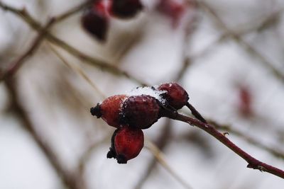 Close-up of red berries on tree