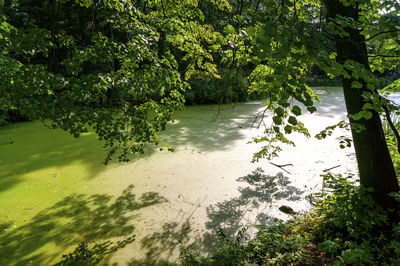 Trees and plants in water