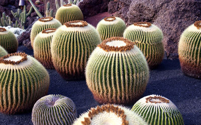 High angle view of cactus plants