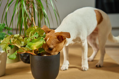 Portrait of dog sitting on plant