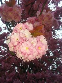 Close-up of pink flowers blooming on tree