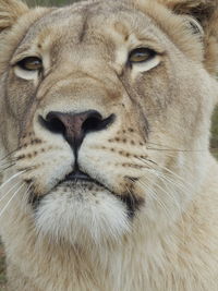 Close-up portrait of lion