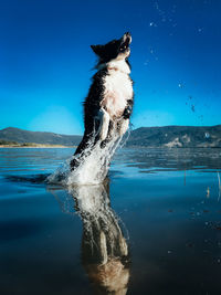 View of a dog in water reflection splash jump