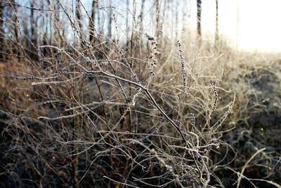 Close-up of plants against trees