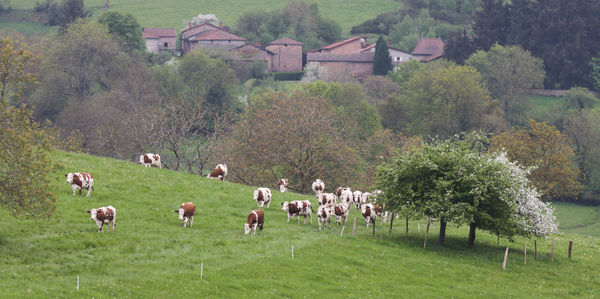 Fields and pastures in the countryside
