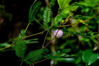 Purple flower and green plants