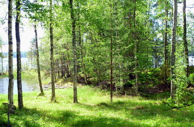 Trees in forest