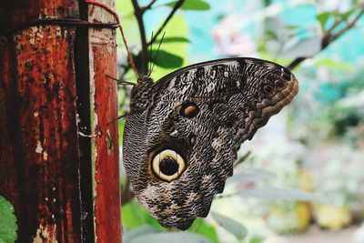 Close-up of butterfly