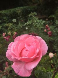 Close-up of pink rose blooming outdoors