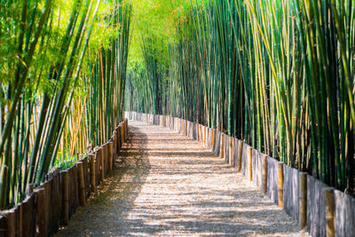 View of bamboo plants in forest