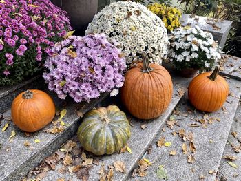 High angle view of pumpkins on flowering plants