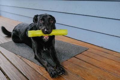 Portrait of dog sitting on wooden floor