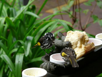 Close-up of bird perching on plate