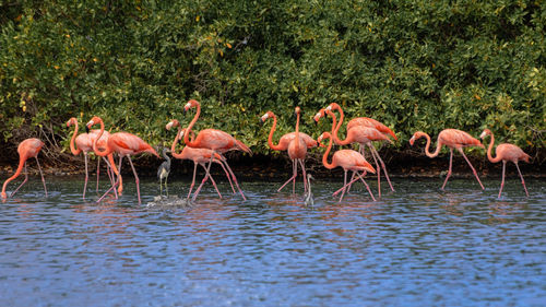 Birds in lake