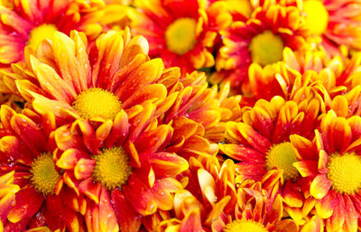 Close-up of dahlia blooming outdoors