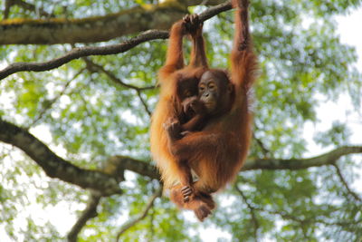 Low angle view of orangutan infants hanging on tree in forest